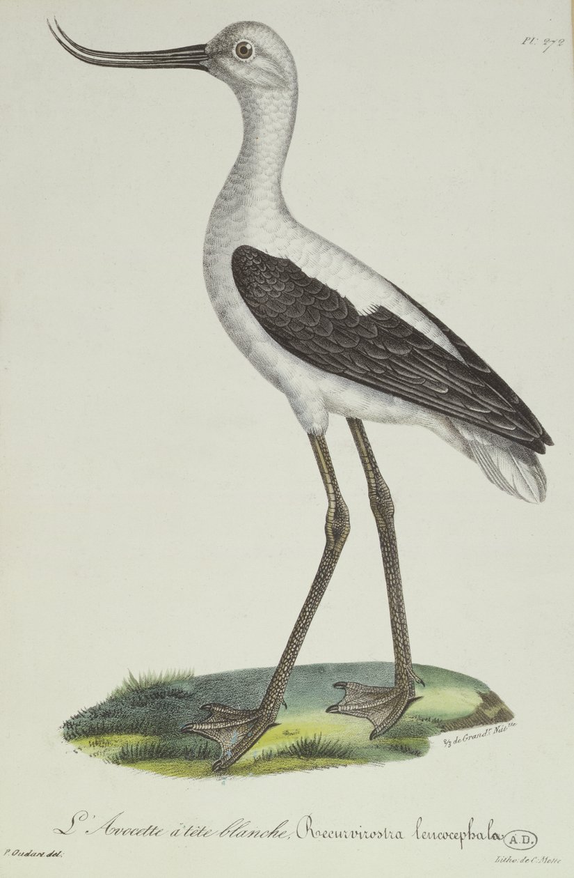 Weißkopf-Avocet, frühes 19. Jahrhundert (Farbstich) von Paul Louis Oudart