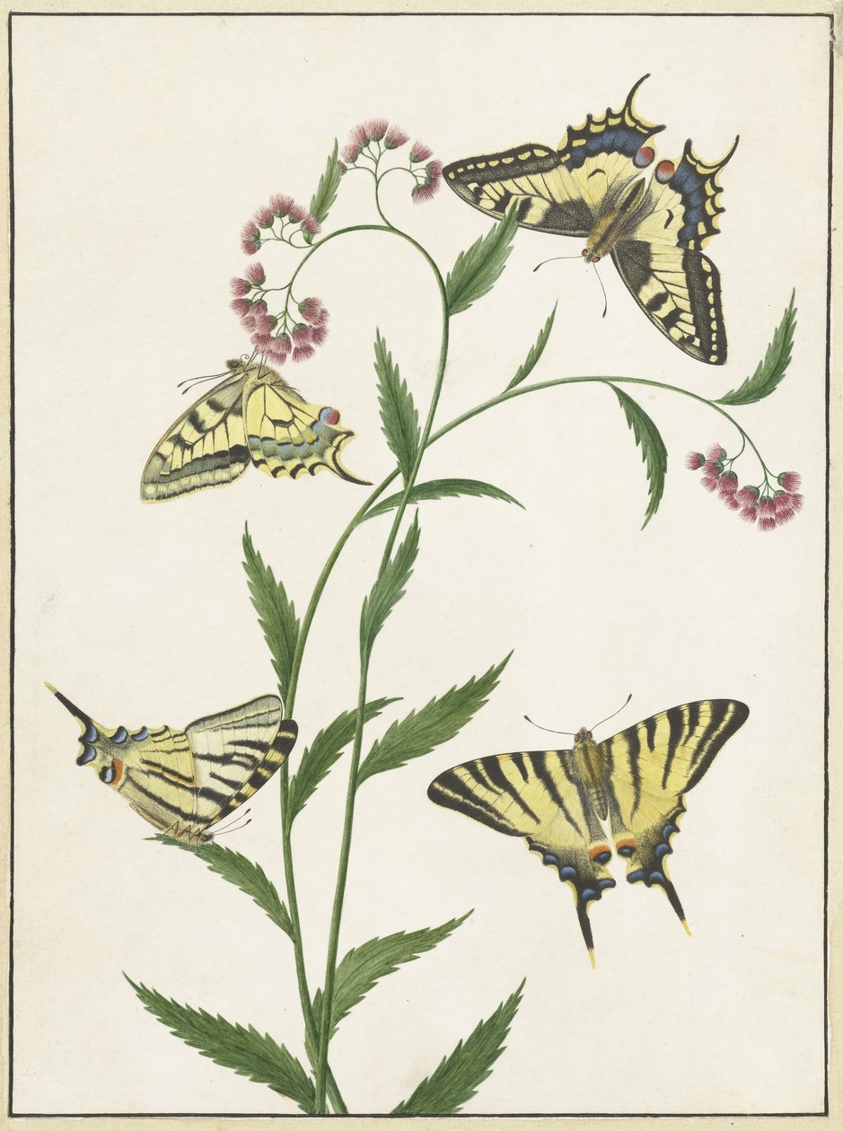 Vier Schmetterlinge auf Blumen von Paulus Knogh