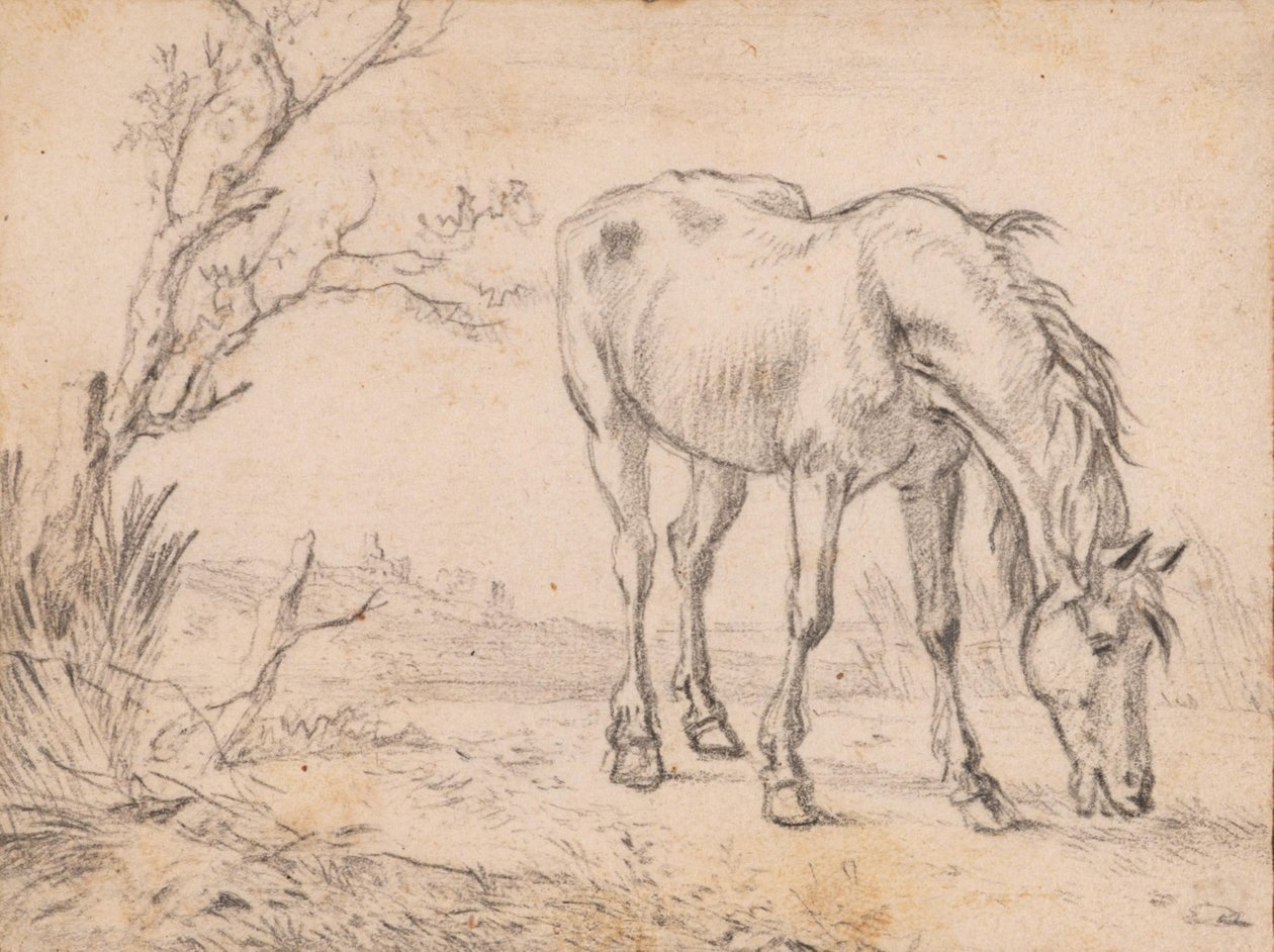 Ein weidendes Pferd von Paulus Potter