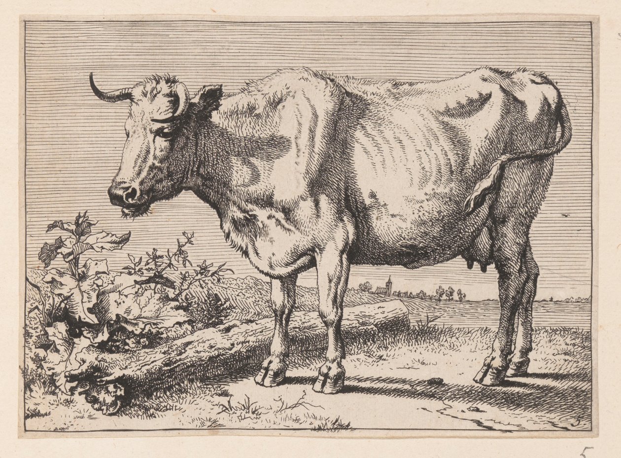 Die Kuh mit einem zerknitterten Horn, aus Verschiedene Ochsen und Kühe von Paulus Potter