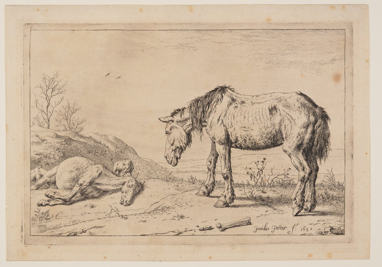 Das abgenutzte Pferd, aus der Serie von Pferden von Paulus Potter