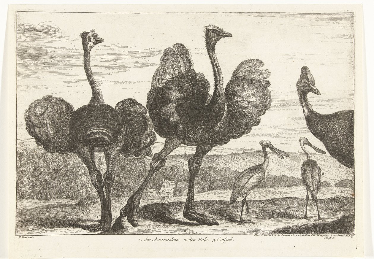 Strauße, Kasuar und Löffler von Peeter Boel (attributed to)