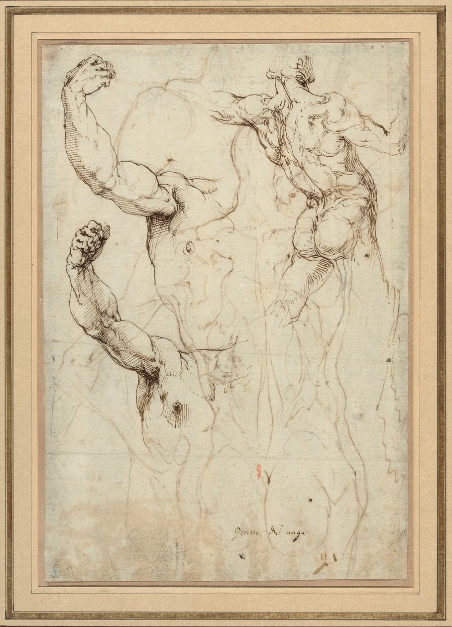 Studie eines nackten Rückens und zwei Studien eines Arms (recto); Nackter Rücken mit Nebenstudien einer Schulter und eines Beins (verso) von Perino del Vaga