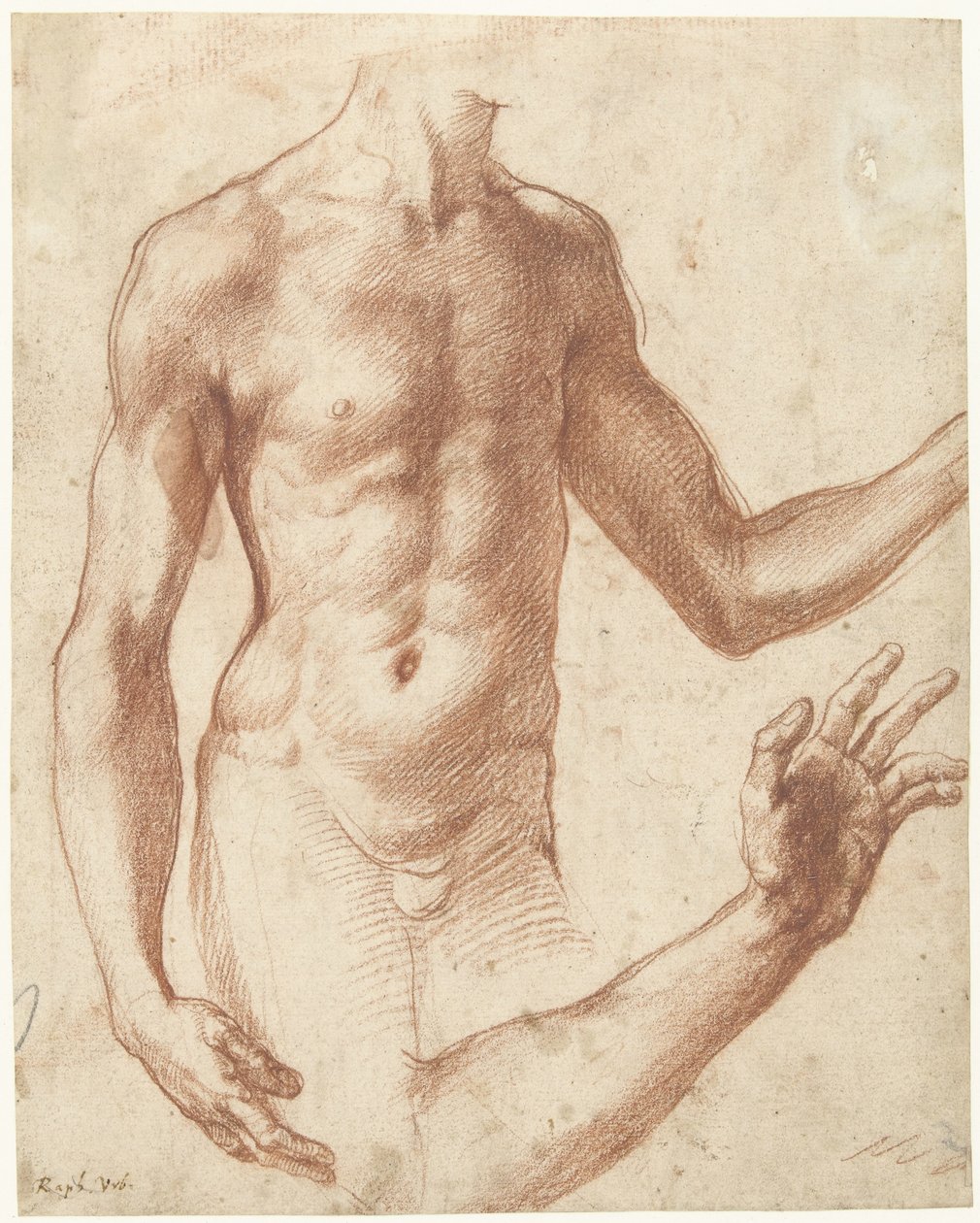 Studie eines Torsos von Perino del Vaga