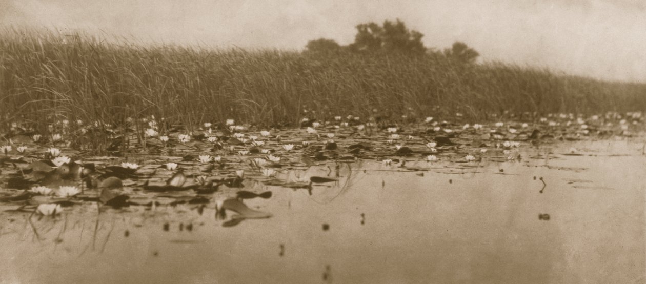 Seerosen, Leben und Landschaft auf den Norfolk Broads, 1886 von Peter Emerson und Thomas Goodall