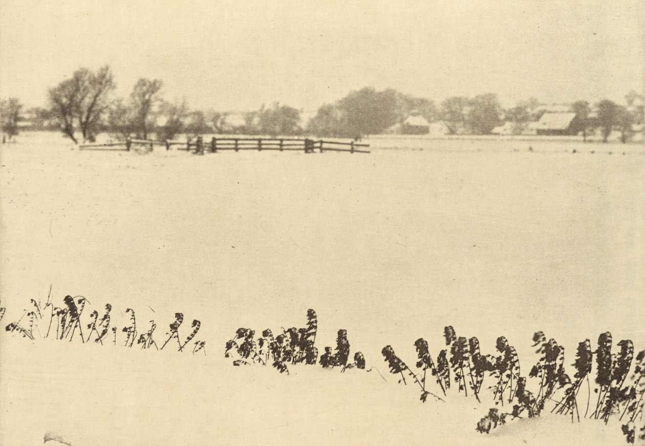 Sumpfgräser, vor oder um 1895 von Peter Henry Emerson