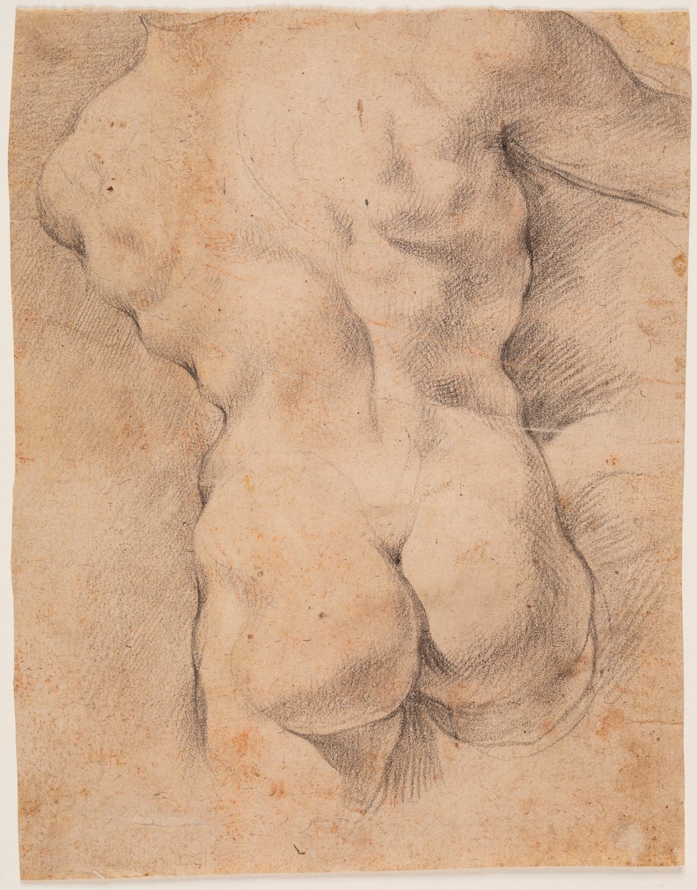 Männertorso von hinten gesehen von Peter Paul Rubens