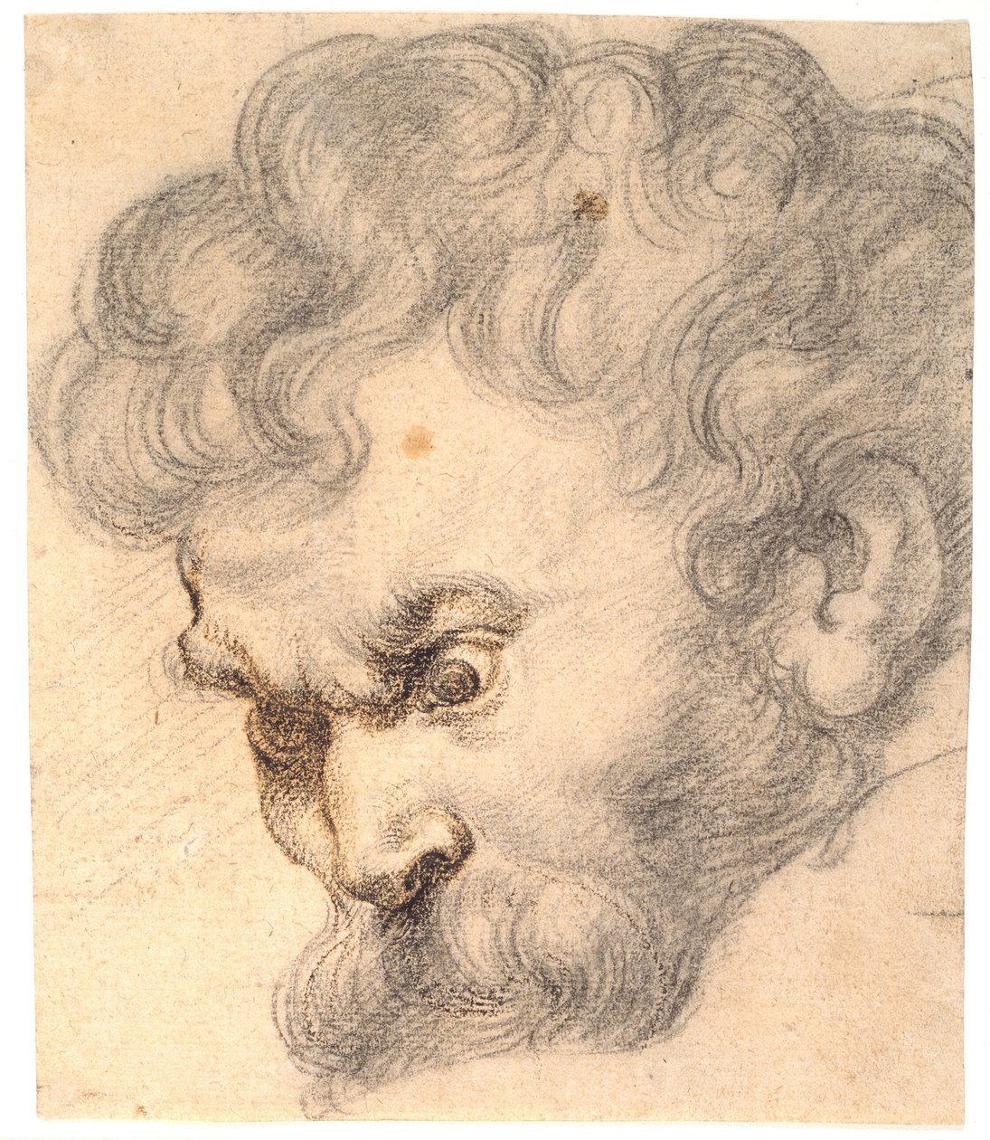 Studie zu „Samson und der Löwe“. Samsons Gesicht von Peter Paul Rubens