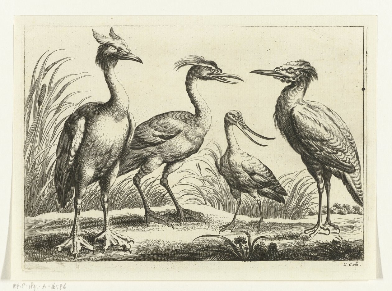 Vier Watvögel von Peter van Liesebetten
