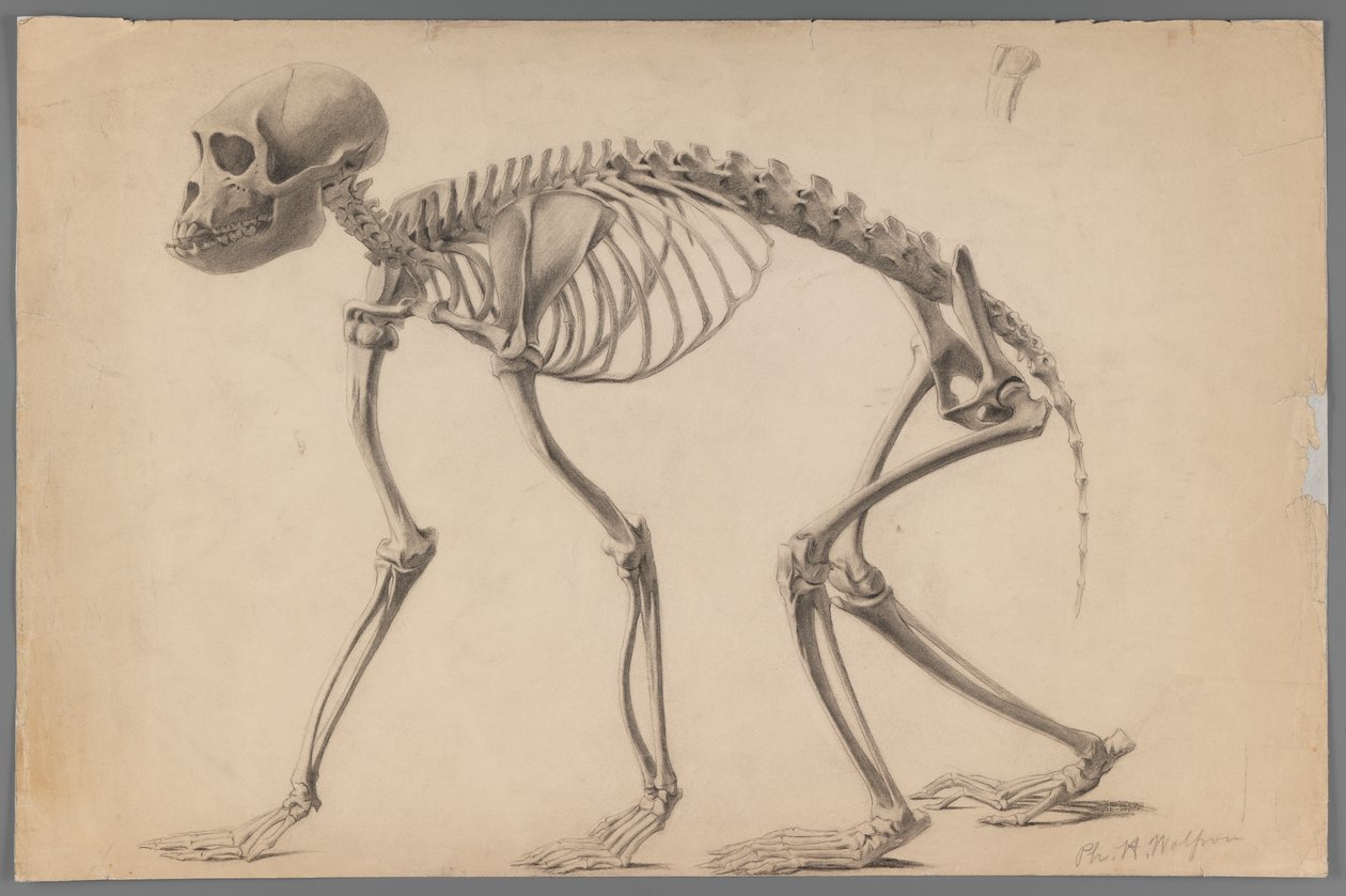 Skelett eines Primaten von Philip H. Wolfrom