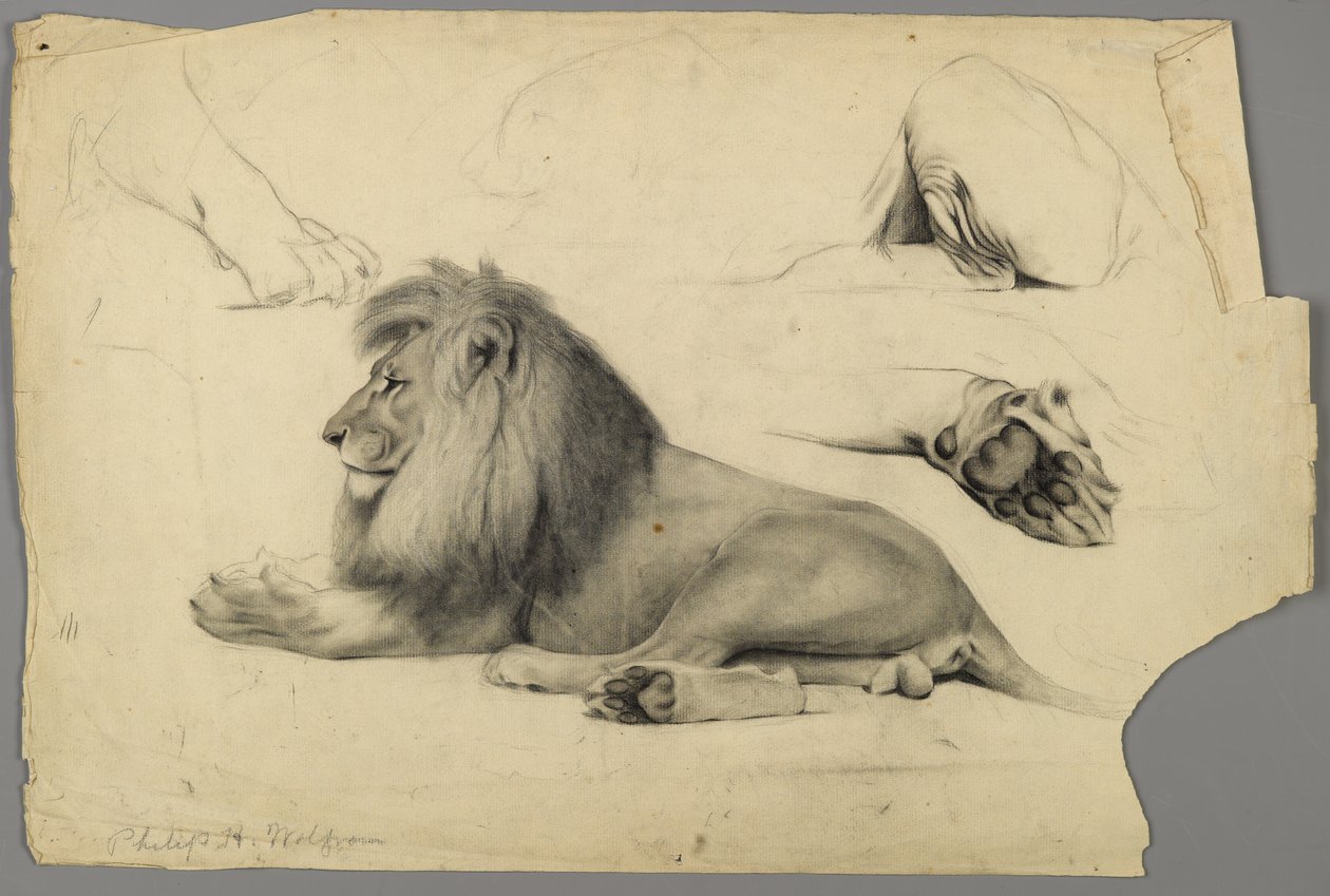 Studien eines Löwen von Philip H. Wolfrom