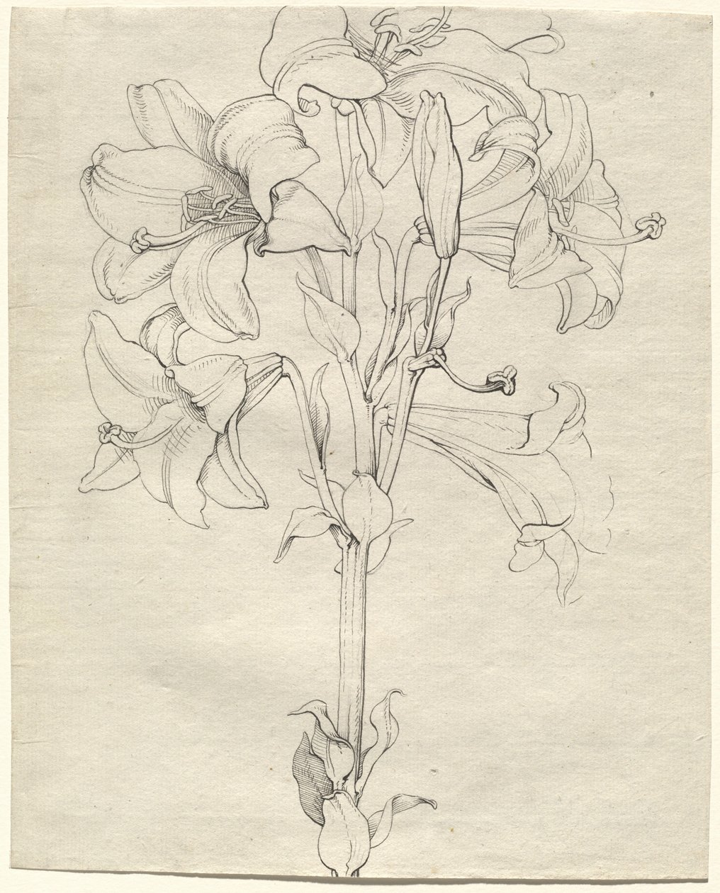 Ein Lilienstängel mit sechs Blüten von Philipp Otto Runge