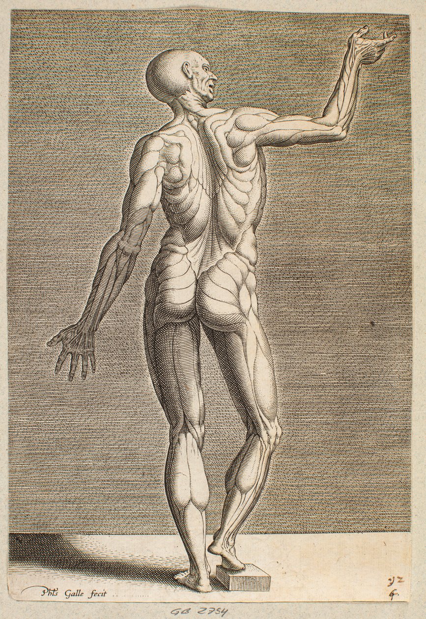 Studie einer menschlichen Figur mit freigelegten Sehnen und Muskeln, von hinten gesehen von Philips Galle