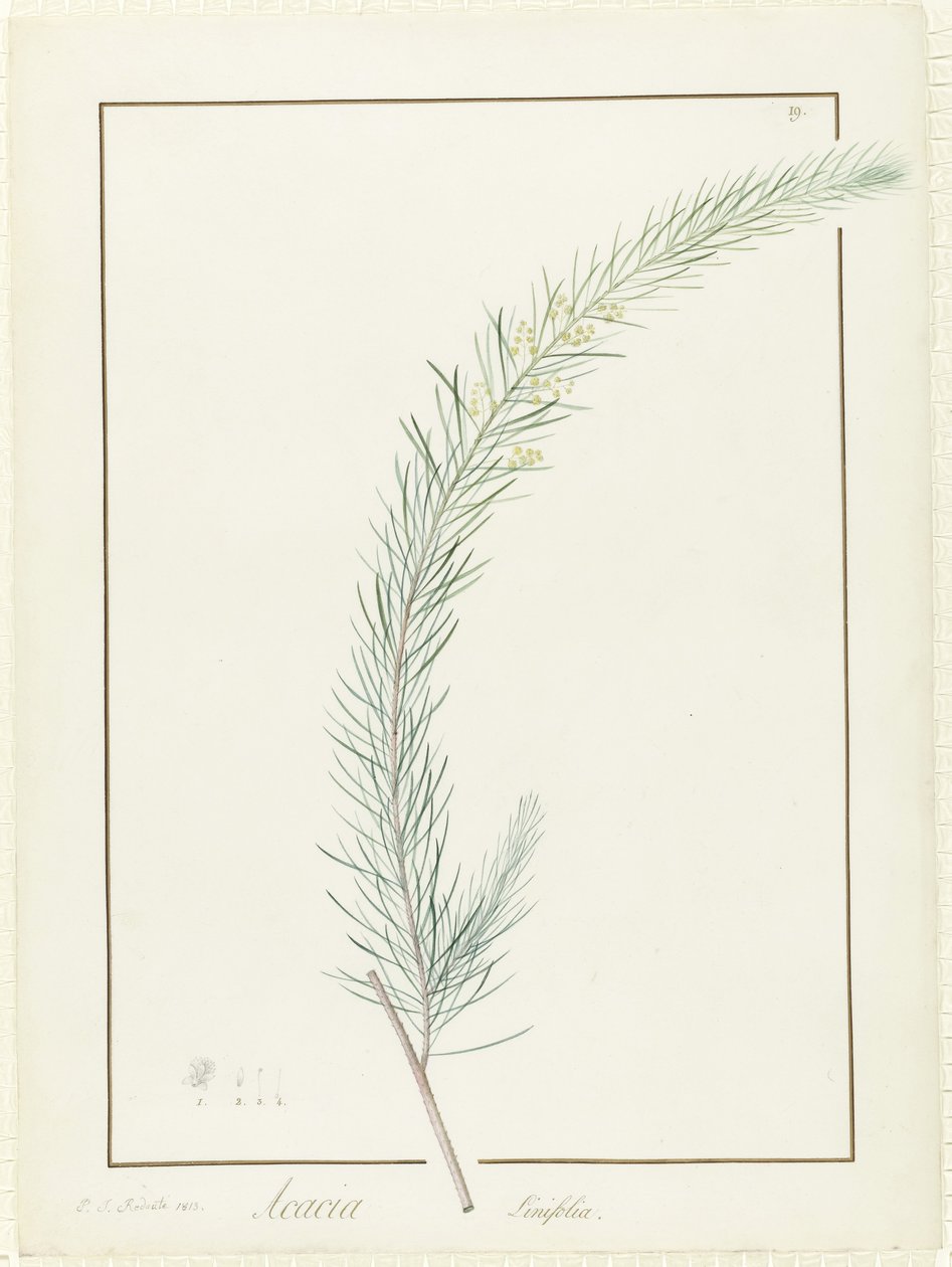 Acacia Linifolia, 1813 von Pierre-Joseph Redouté