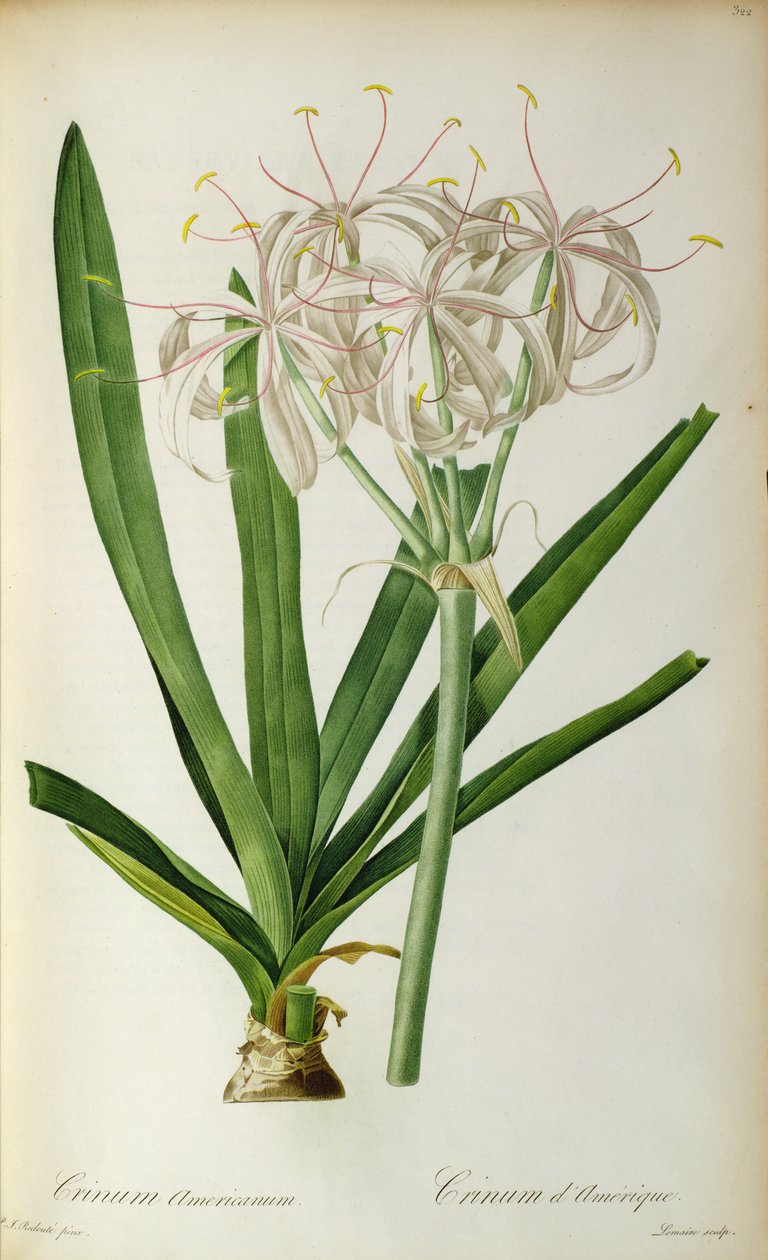 Crinum Americanum, aus `Les Liliacees