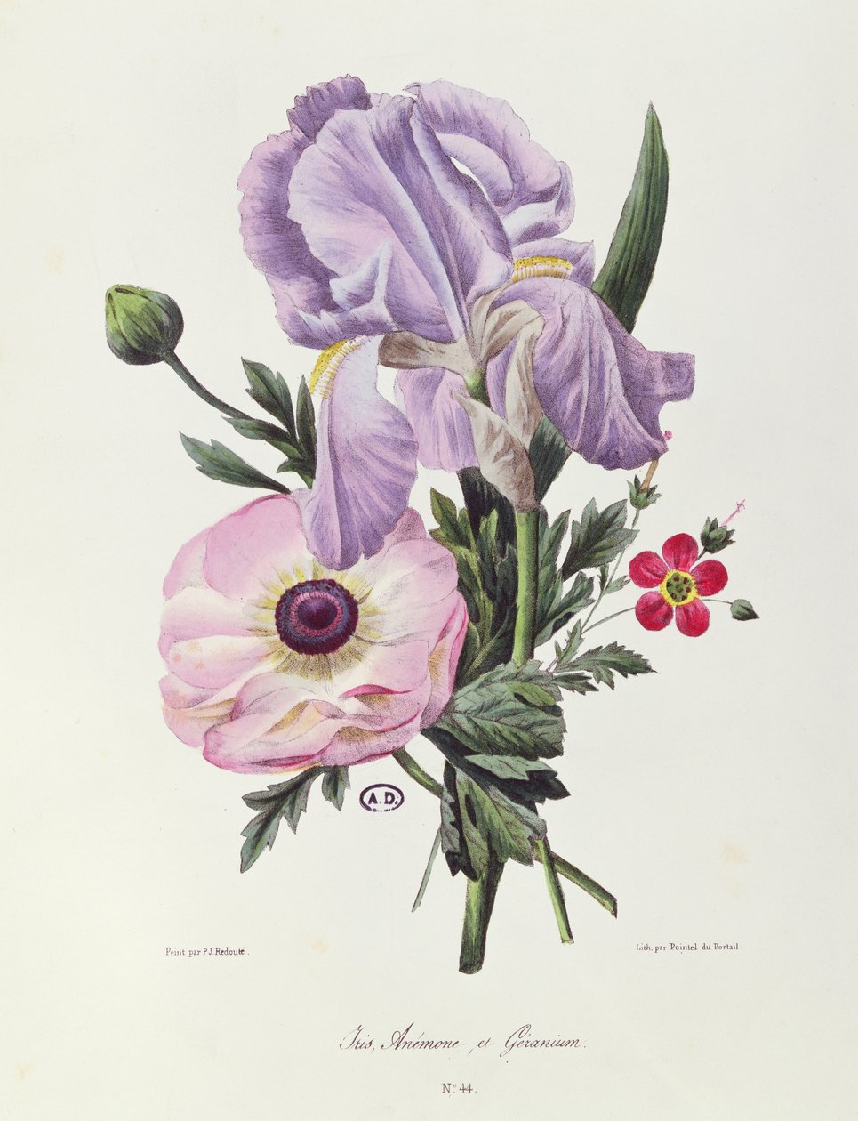 Iris, Anemone und Geranie, graviert von Pointel du Portail, um 1830 von Pierre Joseph Redouté