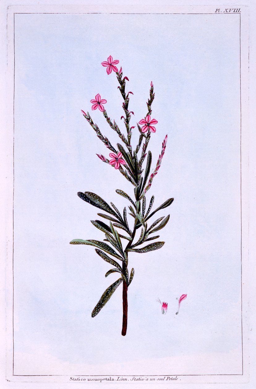 Strandflieder, Phyllostachys spicata von Pierre-Joseph Buchoz