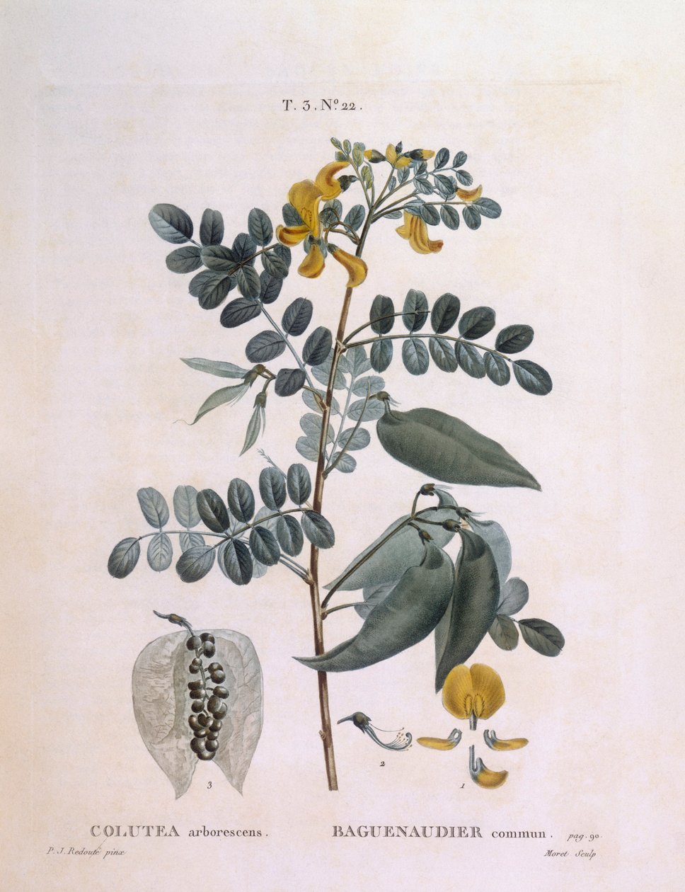 Blasenstrauch (Colutea arborescence), botanische Tafel von Pierre Joseph Redouté von Pierre Joseph Redouté