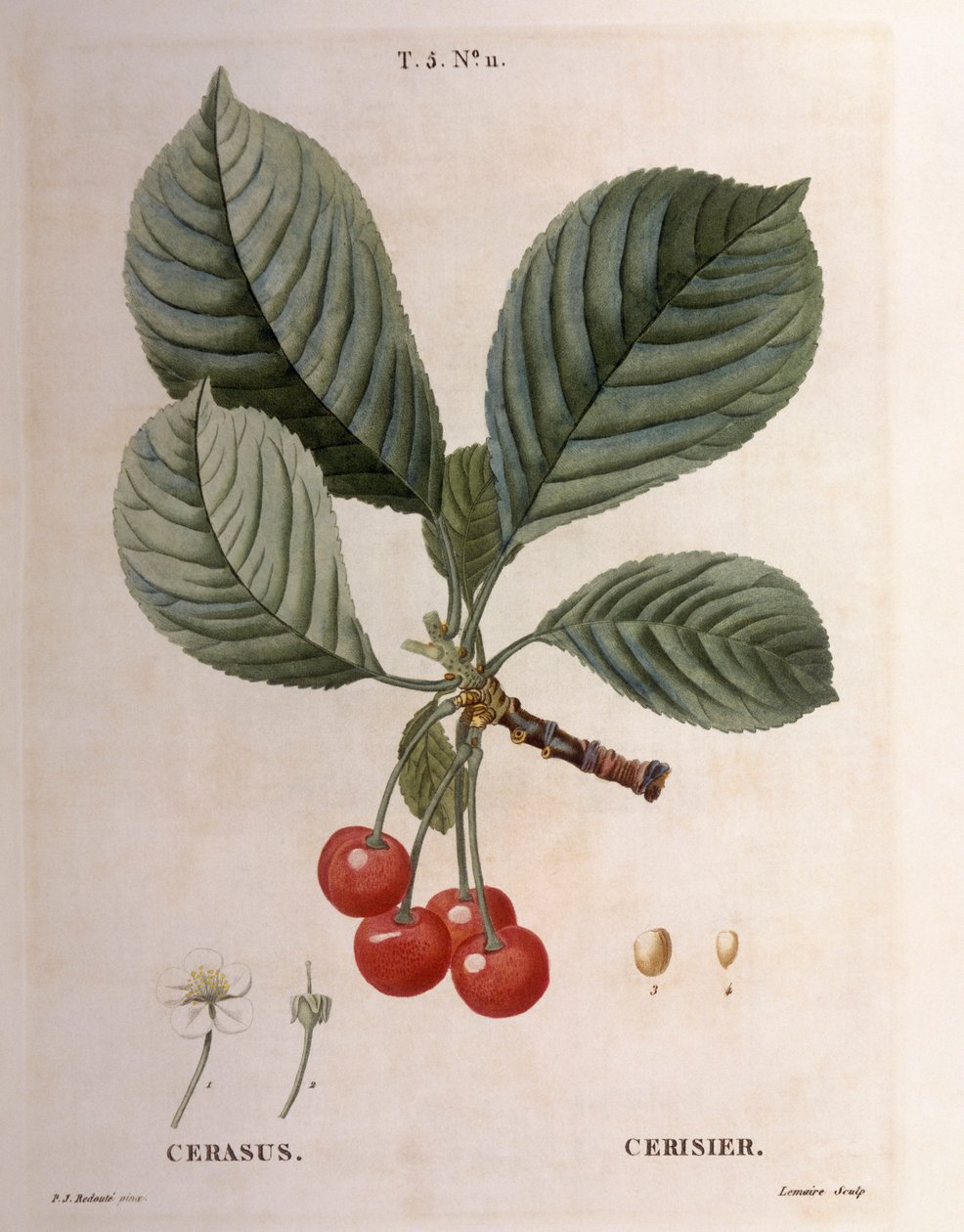 Kirsche, botanische Tafel von Pierre Joseph Redouté von Pierre Joseph Redouté