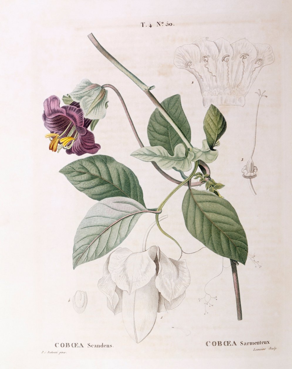 Tassen- und Untertassenrebe (Cobaea scandens), Henry Louis Duhamel du Monceau, botanische Tafel von Pierre Joseph Redouté von Pierre Joseph Redouté
