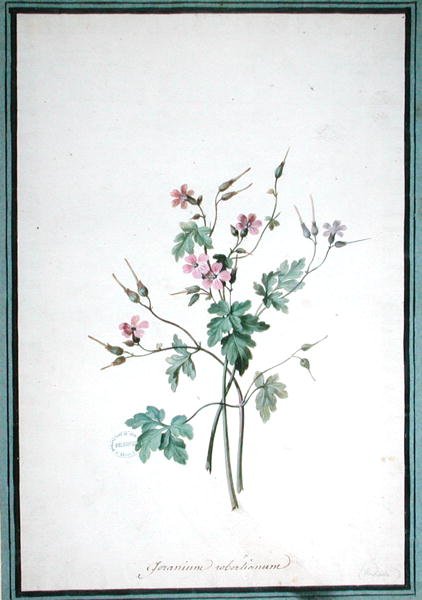 Storchschnabel (Geranium Robertianum) von Pierre Joseph Redouté