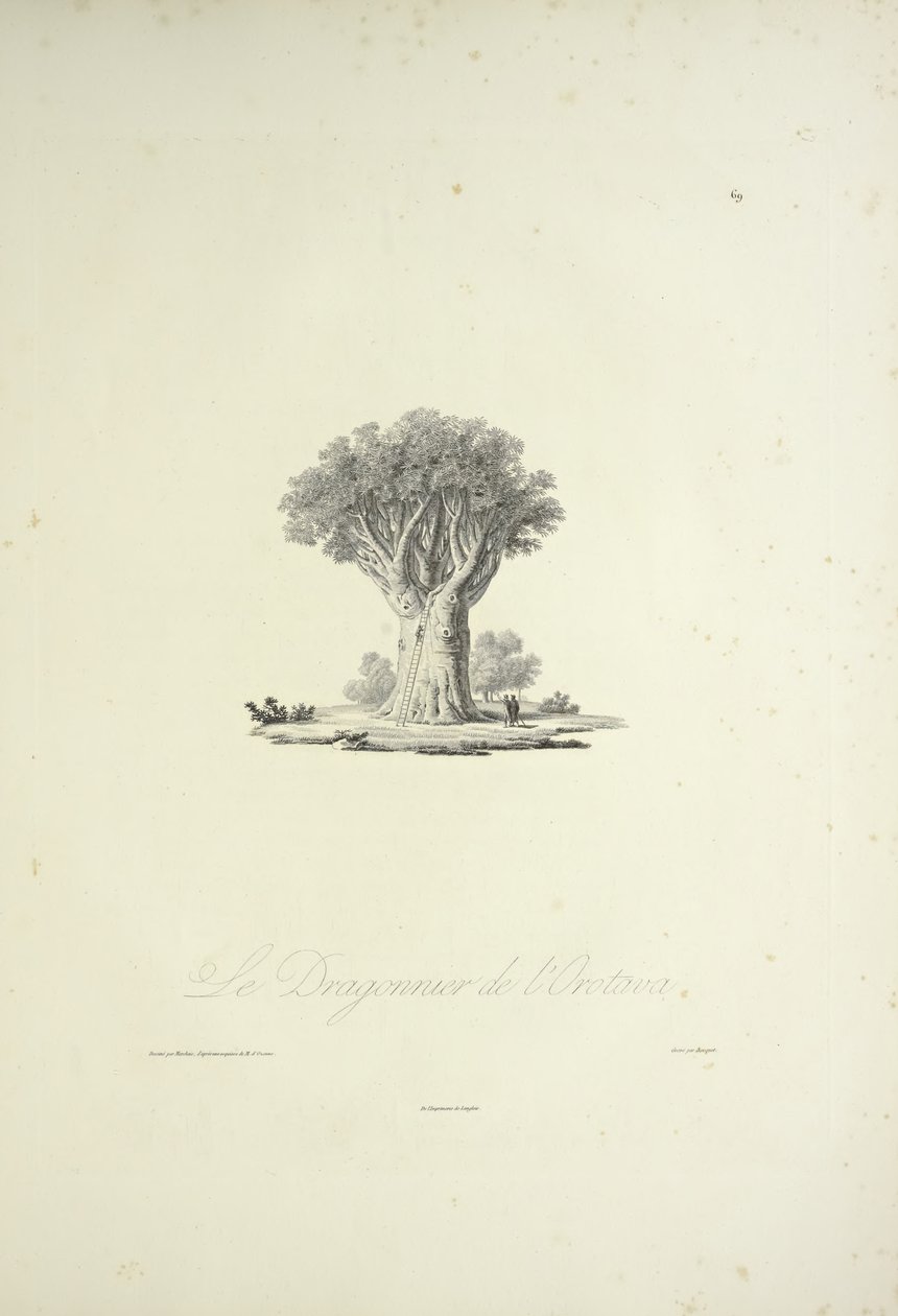 Der Drachenbaum von Orotava, graviert von Bouquet, Illustration aus 
