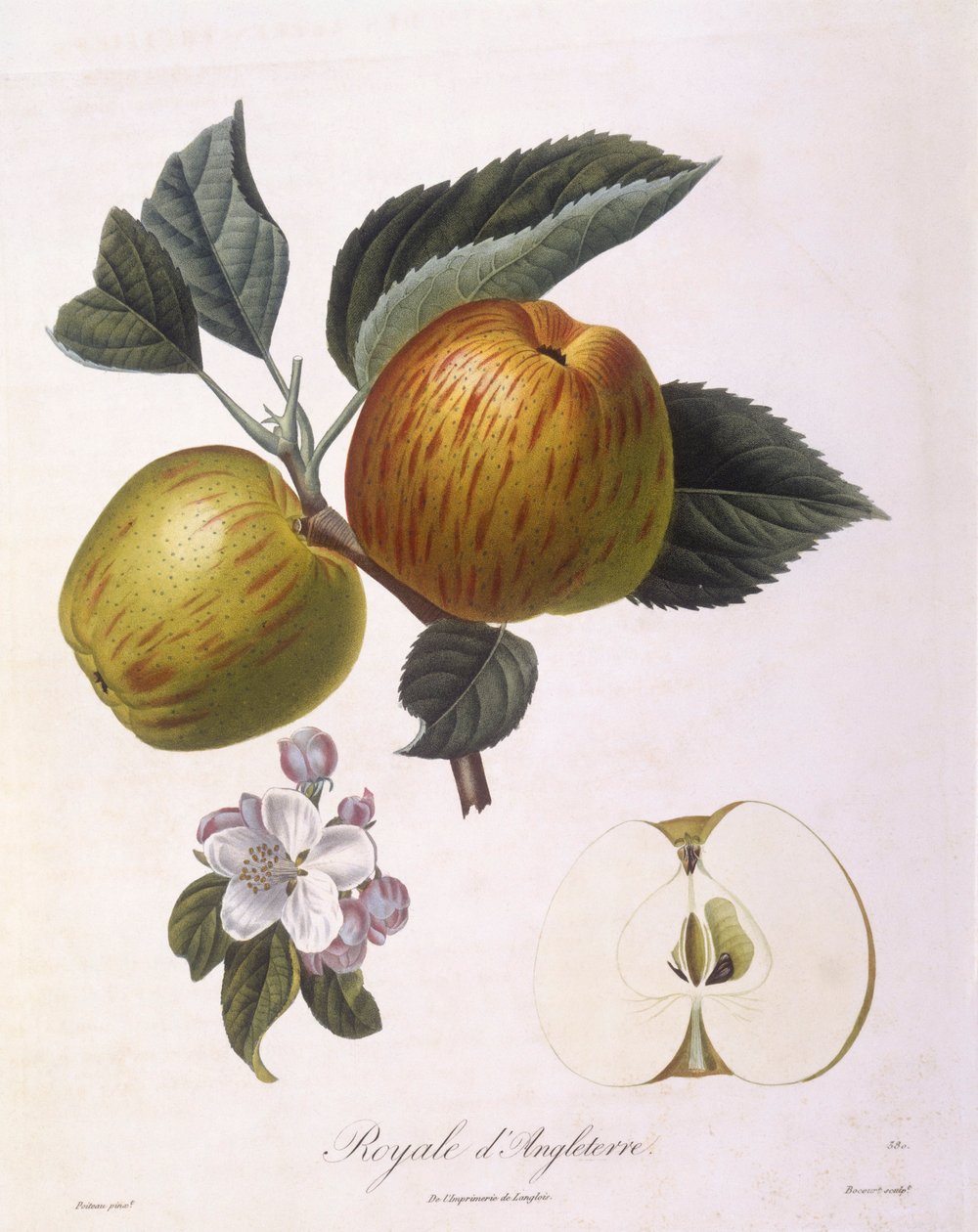 Apfel 