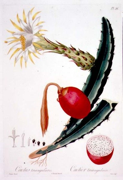 Cactus Triangularis, Tafel 26 aus 