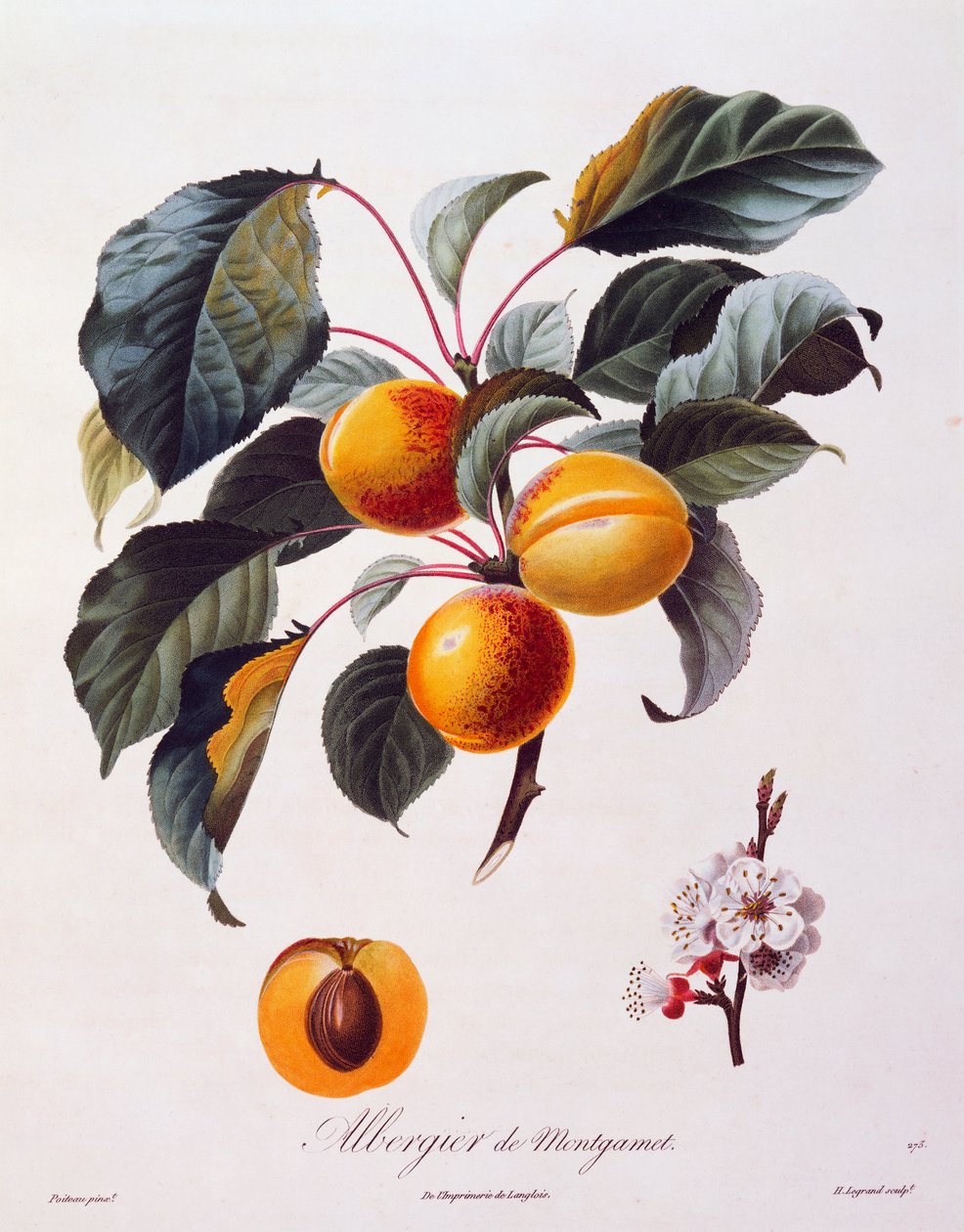 Früchte und Blumen der Aprikose Albergier De Montgamet, um 1846, kolorierte Gravur von Pierre-Antoine Poiteau aus Pomologie Francais, Frankreich von Pierre Antoine (after) Poiteau