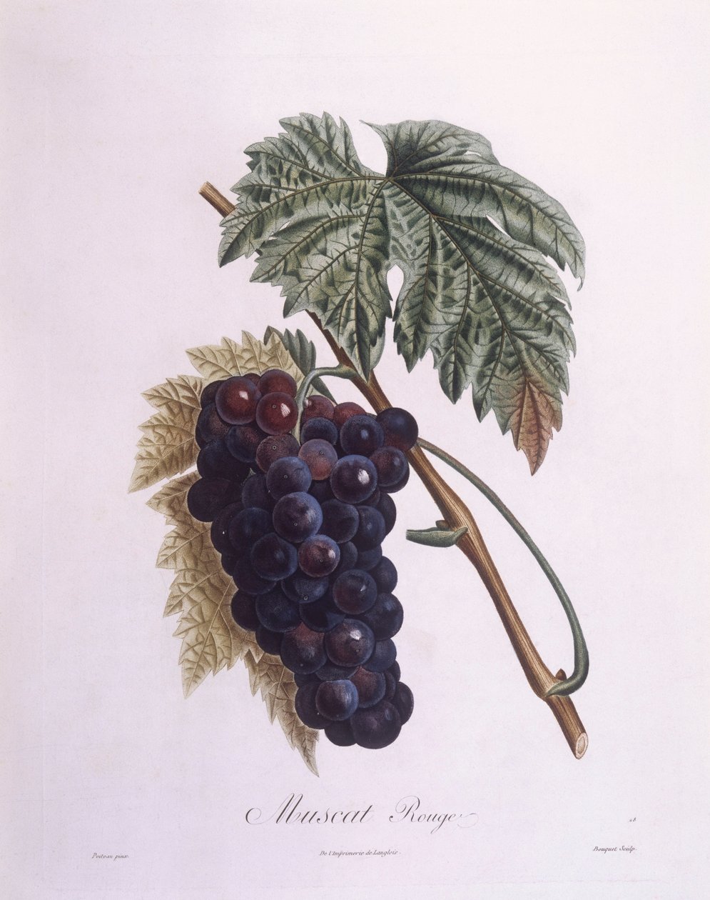 Muskatrebe (Vitis vinifera), botanische Tafel von Pierre Antoine Poiteau von Pierre Antoine (after) Poiteau