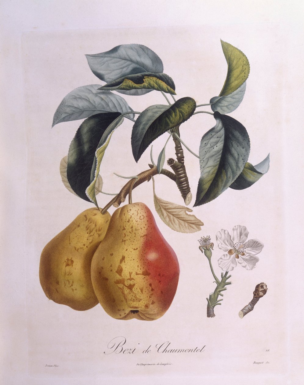 Birne "Bezi de Chaumontel", botanische Tafel von Pierre Antoine Poiteau von Pierre Antoine (after) Poiteau