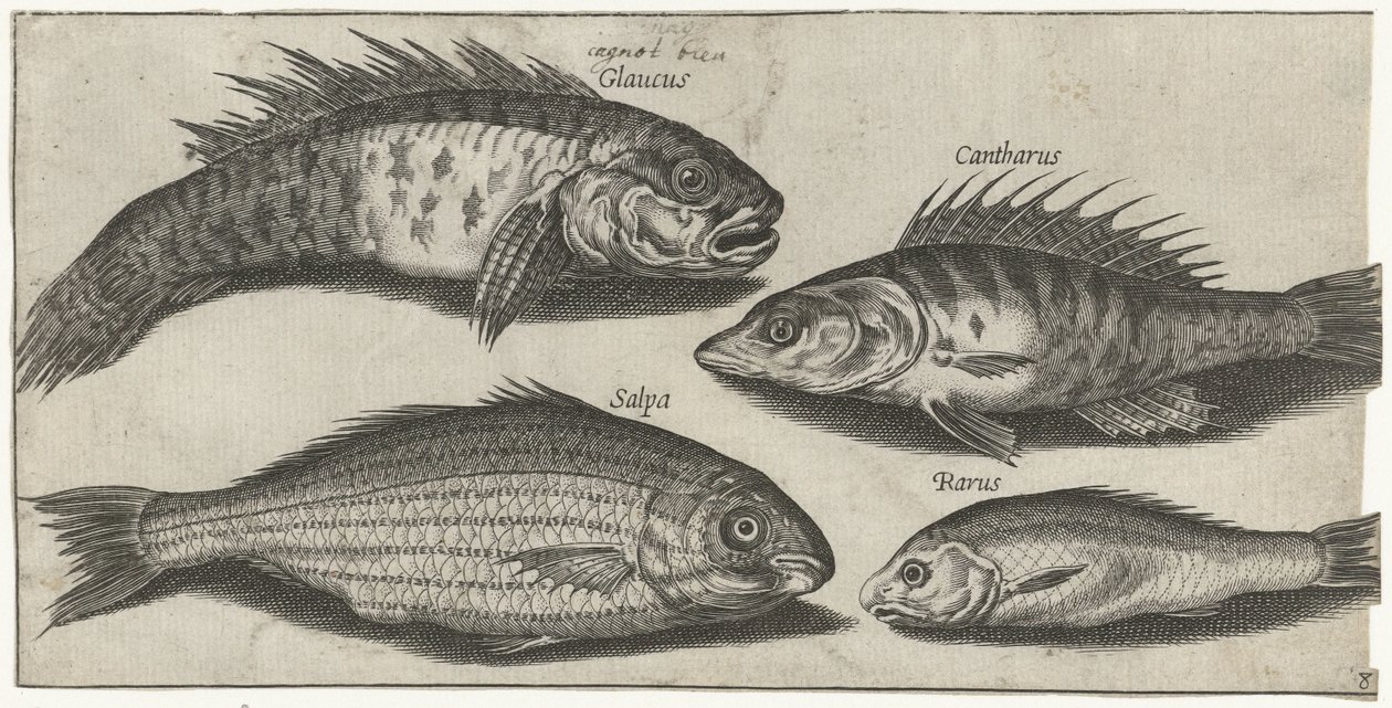 Bokvis, Barsch, Grundel und ein unbekannter Fisch von Pierre Firens