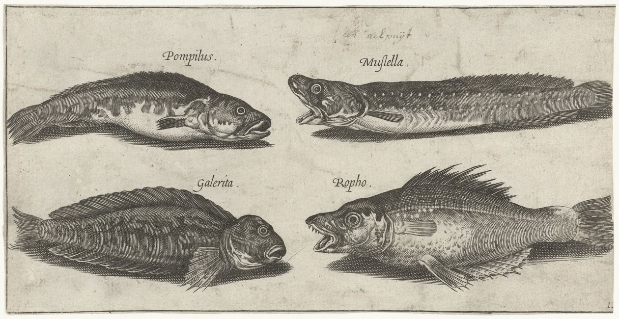 Gabeldorsch, Zackenbarsch, gehörnte Schleimfisch und ein schwarzer Fisch von Pierre Firens