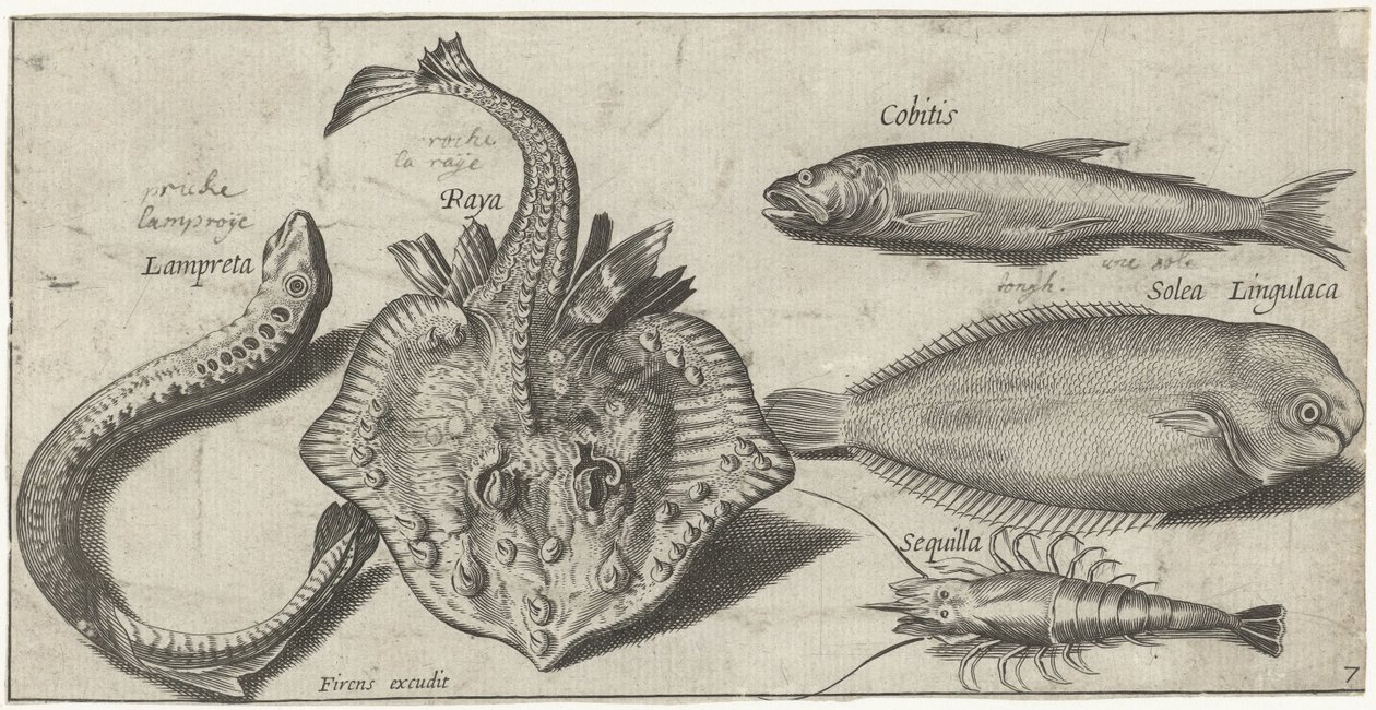 Rochen, Neunauge, Garnele und zwei andere Fische (Vissen) von Pierre Firens