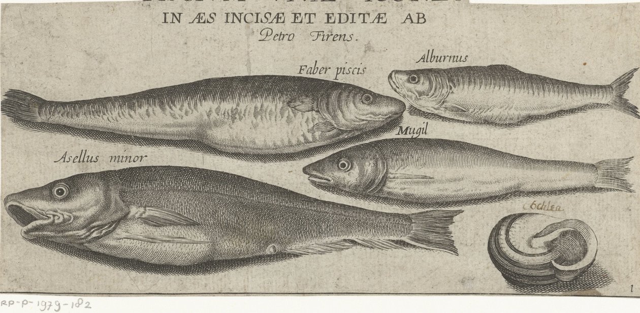 Sprotte, Karpfen, Meeräsche, kleiner Kabeljau und eine Muschel von Pierre Firens