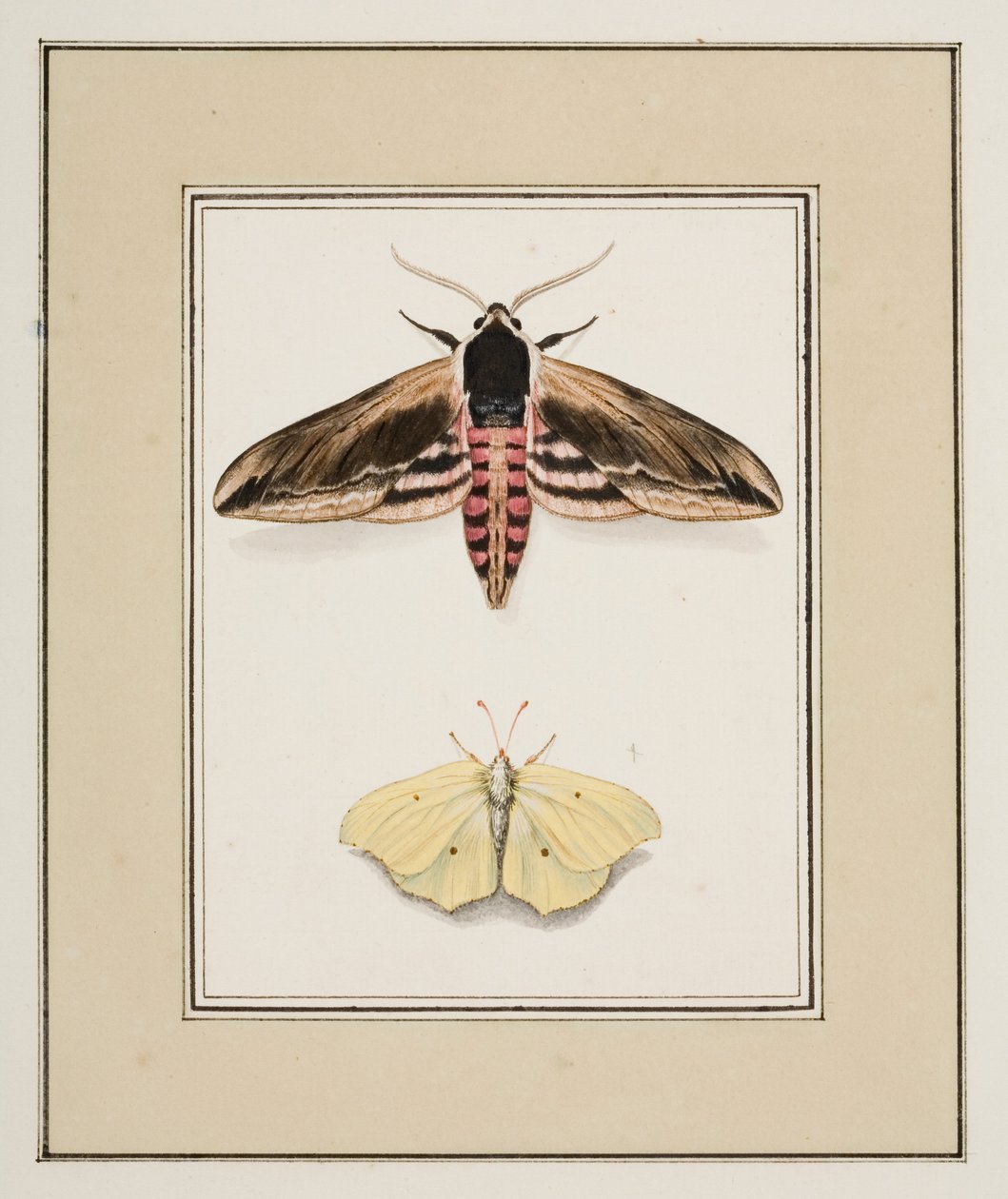 Ligusterschwärmer und Zitronenfalter, ca. 1755-65 von Pierre Francois Ledoulx