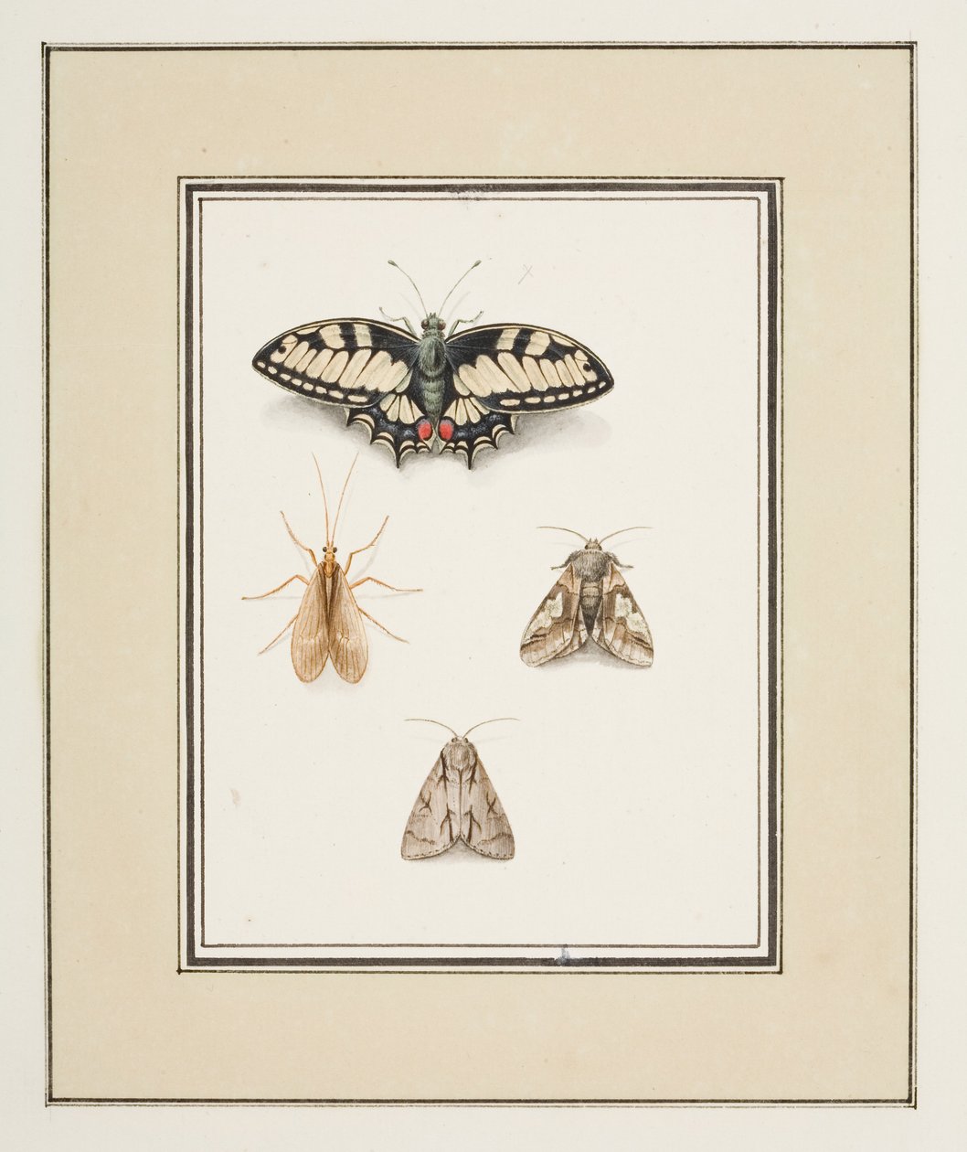 Schwalbenschwanz, Eintagsfliege und zwei Motten, ca. 1755-65 von Pierre Francois Ledoulx