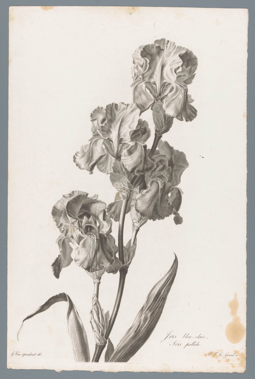 Dalmatinische Iris von Pierre François Legrand