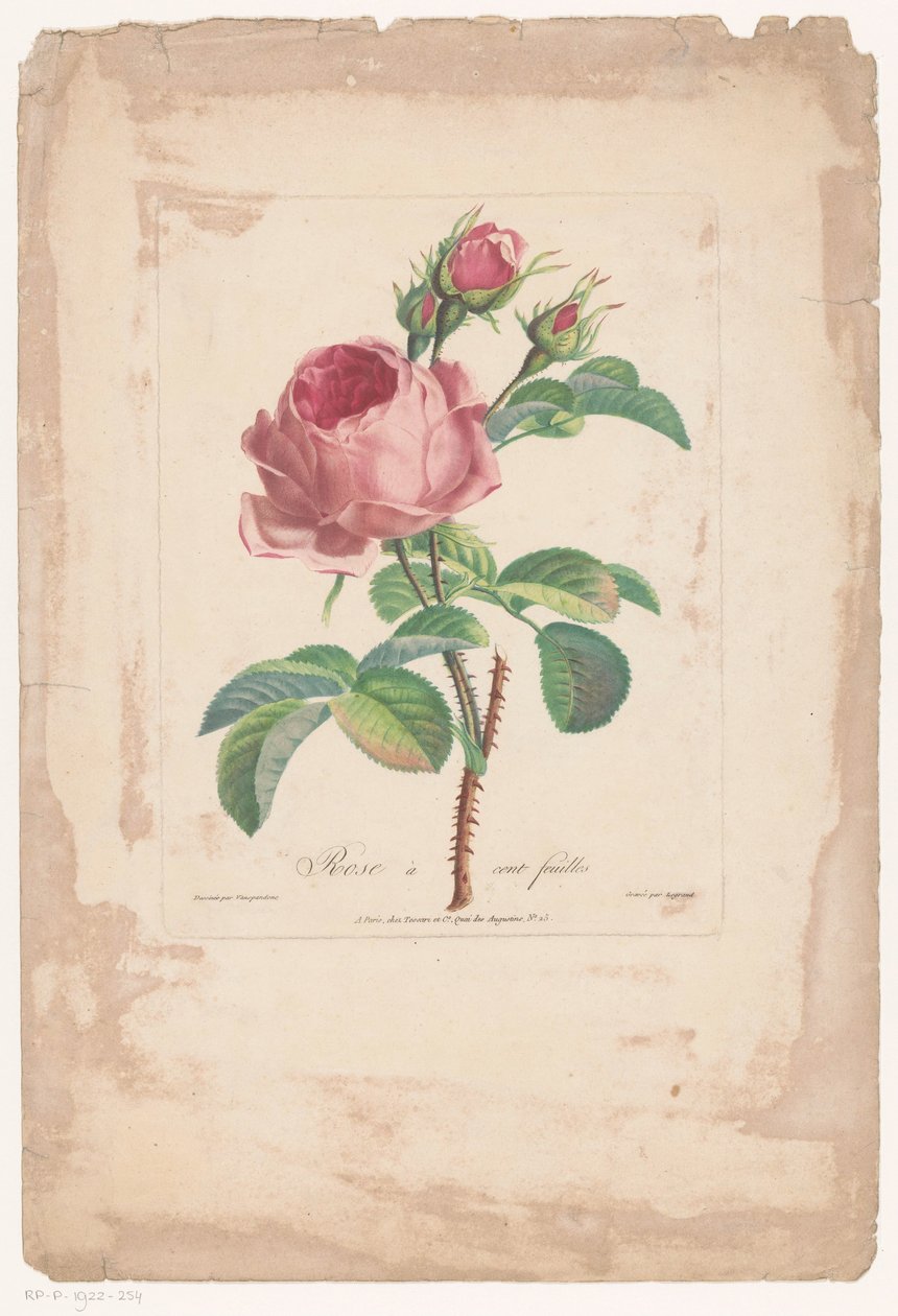 Hundertblättrige Rose von Pierre François Legrand