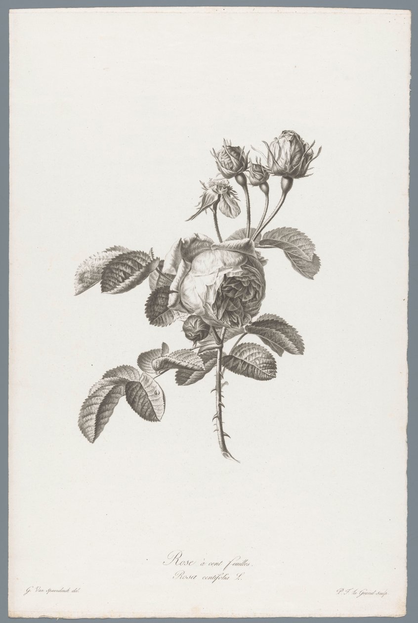 Hundertblättrige Rose von Pierre François Legrand