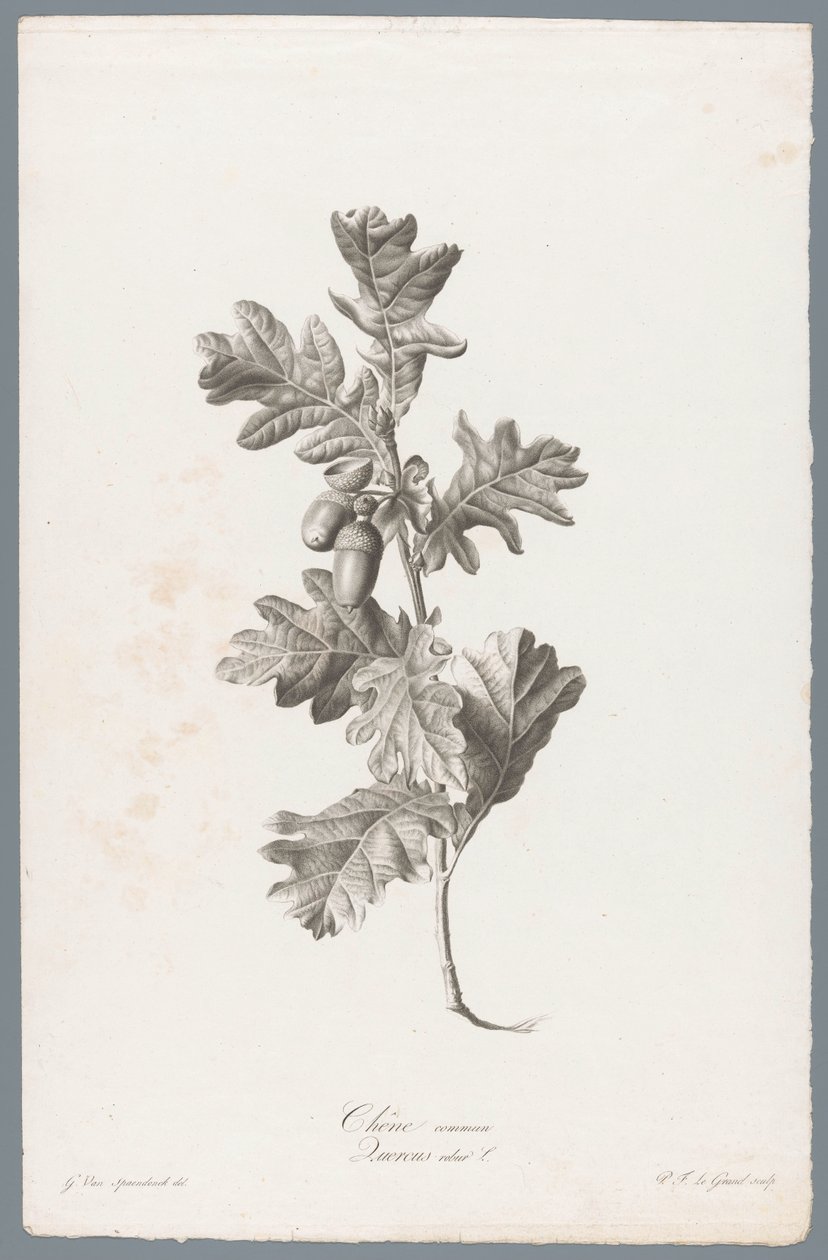 Stieleiche von Pierre François Legrand