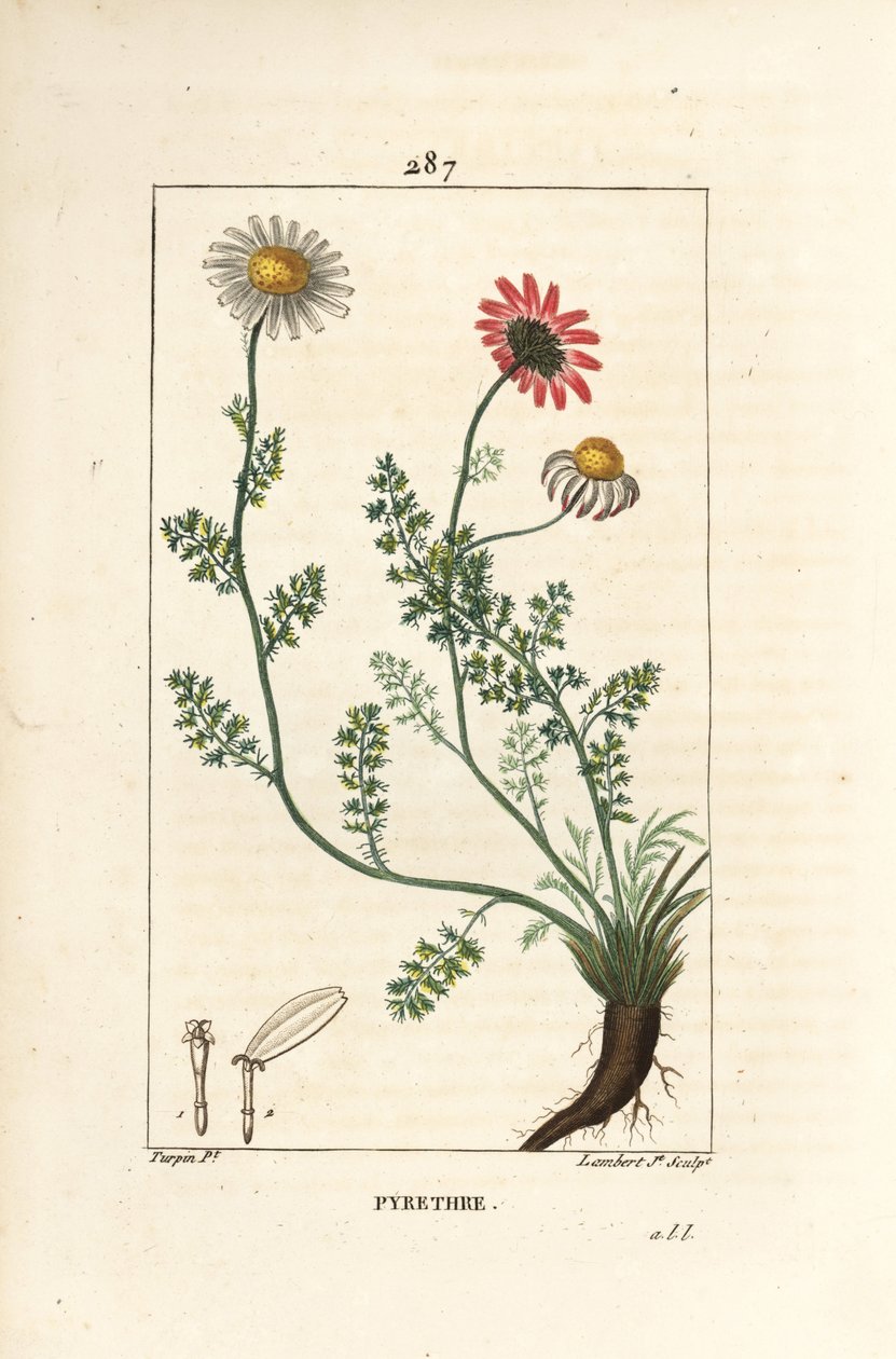 Afrikanisches Pyrethrum, Anthemis pyrethrum (Anacyclus pyrethrum) mit Blüten, Blatt, Stängel und Wurzeln. Handkolorierter Kupferstich von Lambert Junior nach einer Zeichnung von Pierre Jean-Francois Turpin aus Chaumeton, Poiret und Chamberet