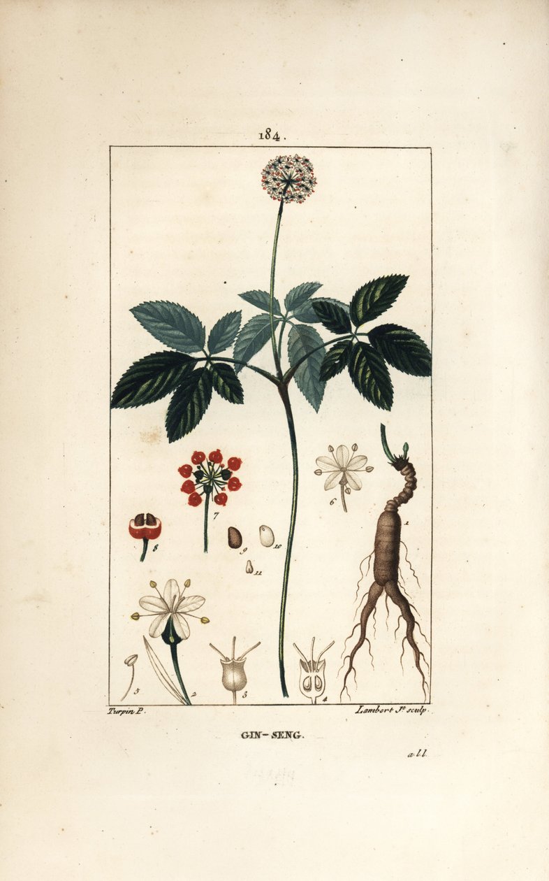 Amerikanischer Ginseng oder fünfblättriger Ginseng, Panax quinquefolium, mit Blume, Blatt, Samen und Wurzel von Pierre Jean Francois Turpin