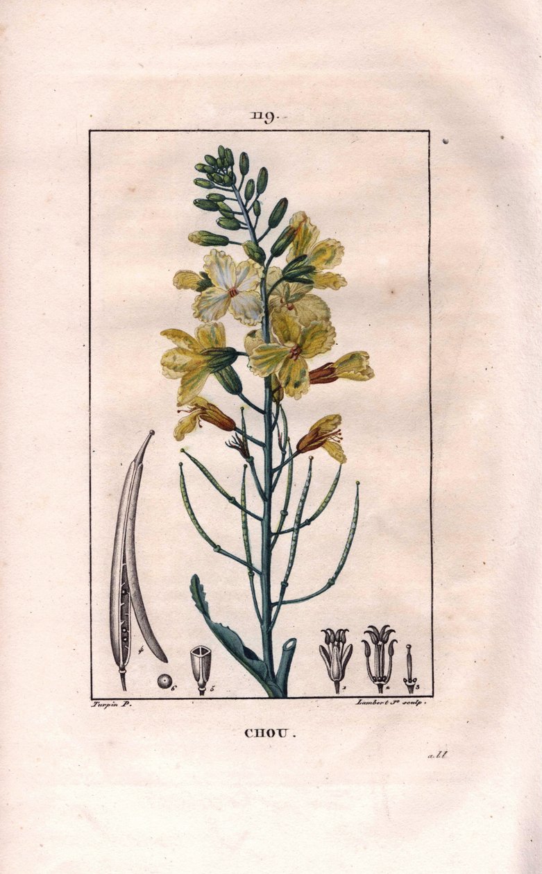 Botanik: Kohlblume. Handkolorierter Kupferstich von Lambert nach einer Zeichnung von Pierre Jean-Francois Turpin aus Chaumeton, Poiret et Chamberet