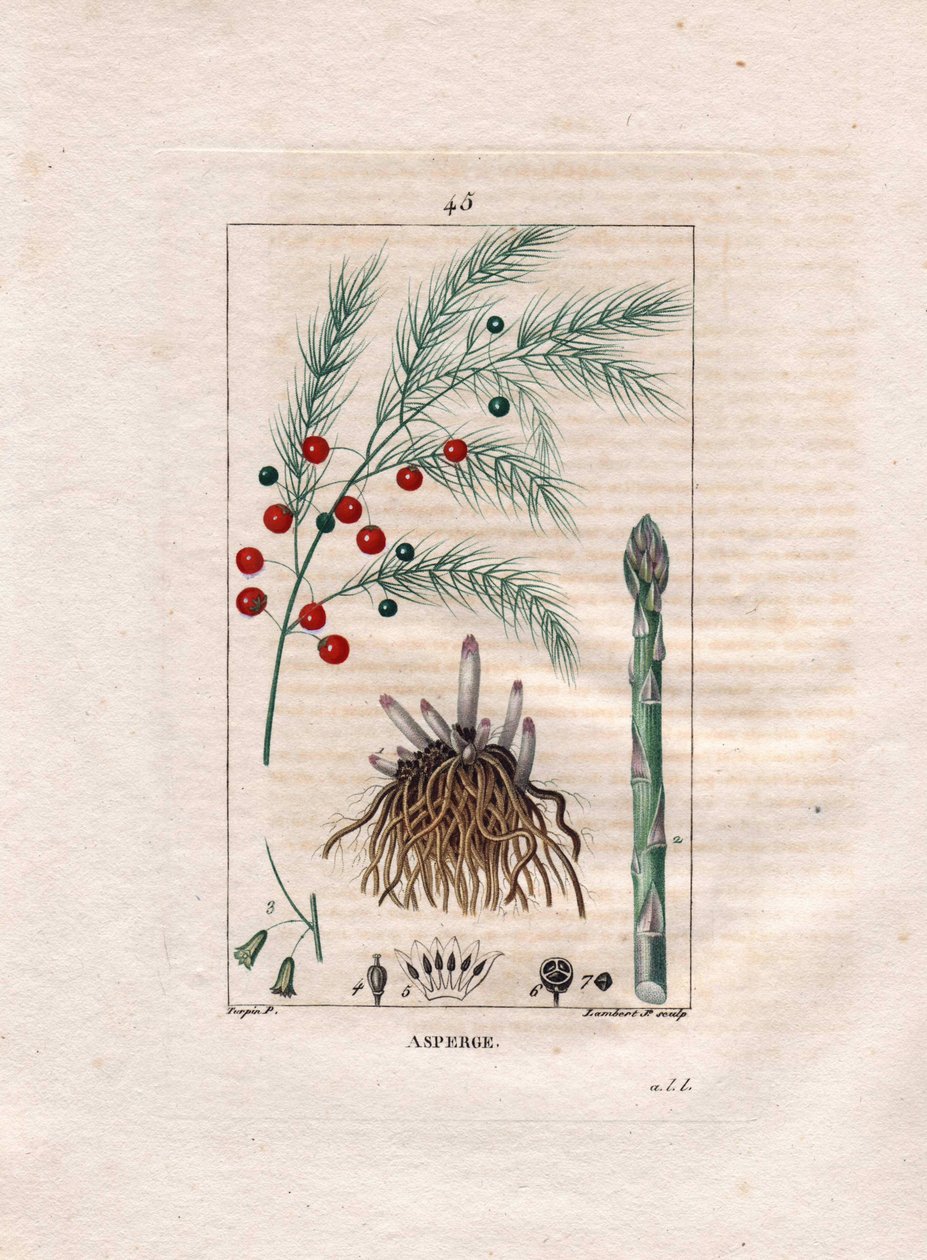 Botanik: Spargel - Spargelwurzel, Blüte und Frucht, Asparagus officinalis. Handkolorierter Kupferstich von Lambert nach einer Zeichnung von Pierre Jean-Francois Turpin aus Chaumeton, Poiret et Chamberet