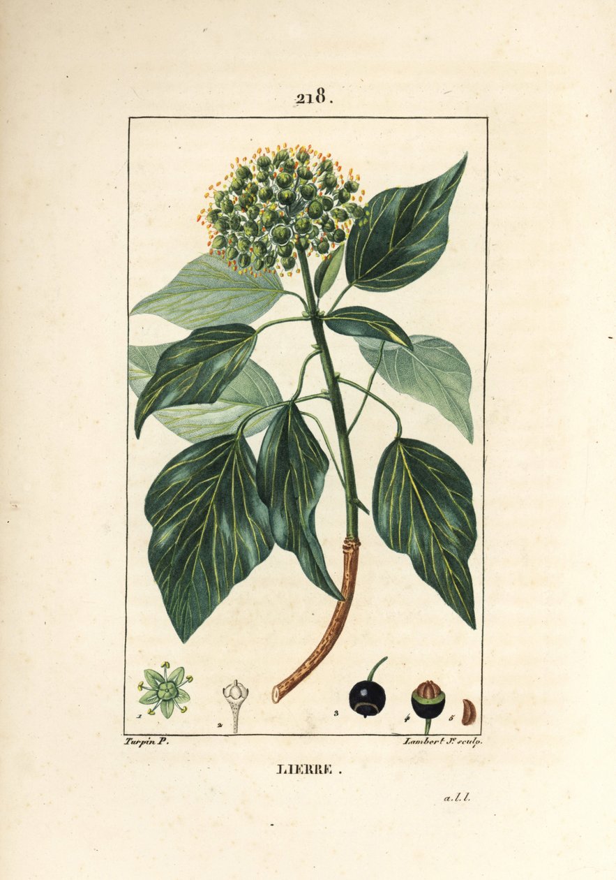 Kletterefeu - Gemeiner Efeu, Hedera helix von Pierre Jean Francois Turpin