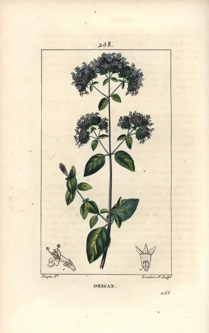 Gemeiner Oregano, auch Wilder Majoran genannt von Pierre Jean Francois Turpin