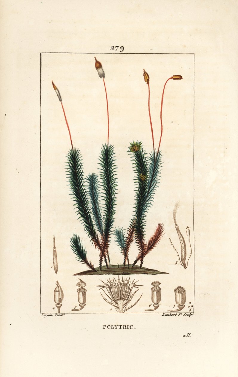 Gewöhnliches Haarmützenmoos, Polytrichum commune. Handkolorierte Punktkupferstichgravur von Lambert Junior nach einer Zeichnung von Pierre Jean-Francois Turpin aus Chaumeton, Poiret und Chamberet