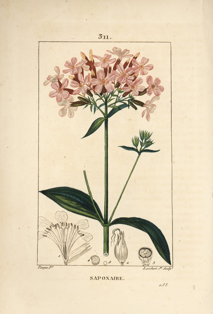 Gewöhnliches Seifenkraut, Saponaria officinalis, mit Blume, Blatt, Stängel und Samen. Handkolorierte Punktkupferstich von Lambert Junior nach einer Zeichnung von Pierre Jean-Francois Turpin aus Chaumeton, Poiret und Chamberet