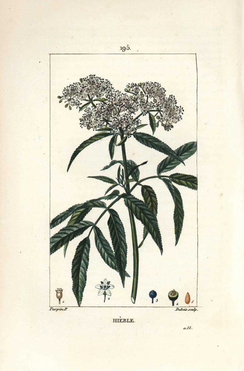 Zwerg-Holunder, Sambucus humilis von Pierre Jean Francois Turpin